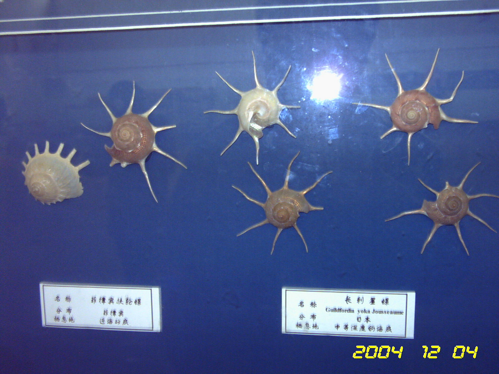 贝壳展