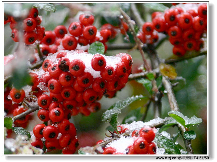 12月25日华顶冰雪世界拍摄收获