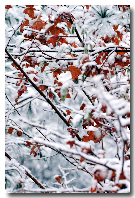 飞雪连天----2004.12.28