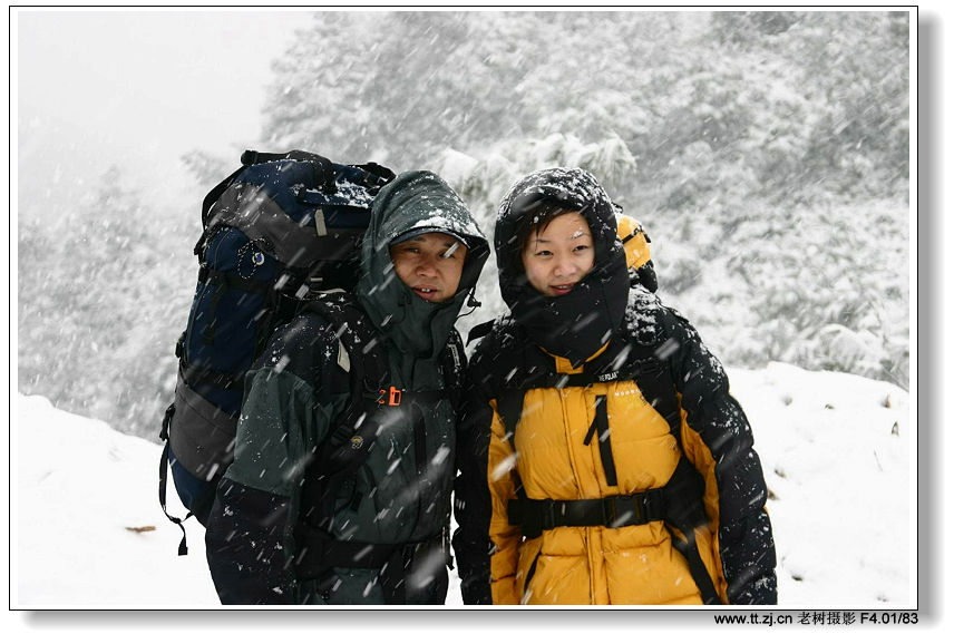 风雪中的老树，大陆及美眉