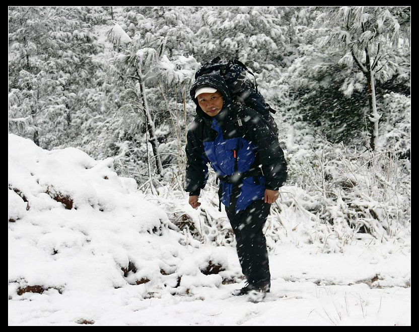 风雪中的老树，大陆及美眉