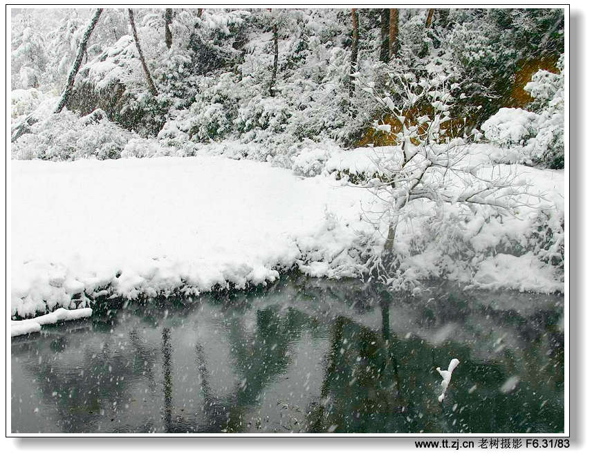 风雪中的老树，大陆及美眉