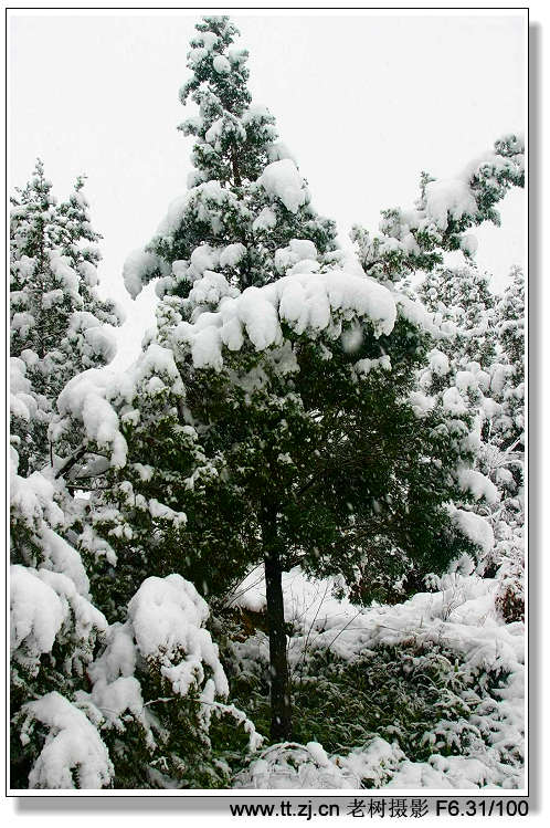 风雪中的老树，大陆及美眉