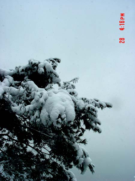雪融花