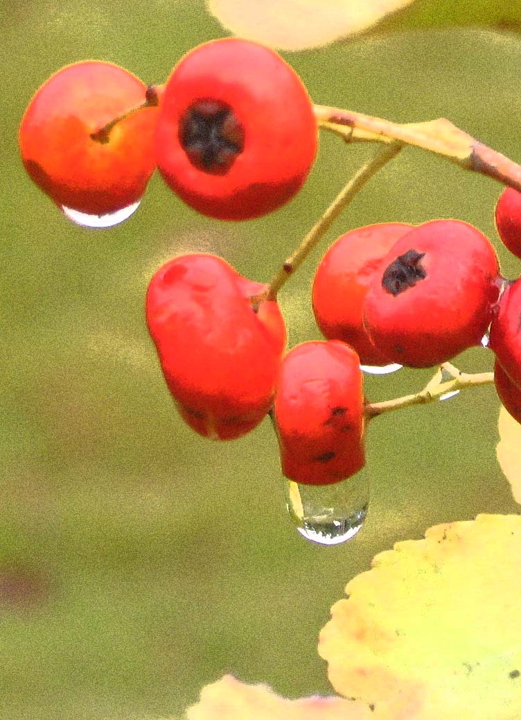 雨中的火棘