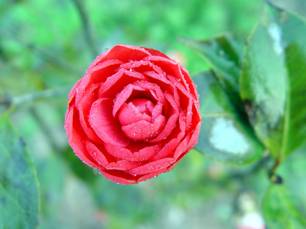 茶花