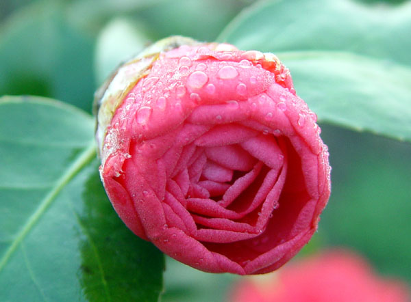 茶花