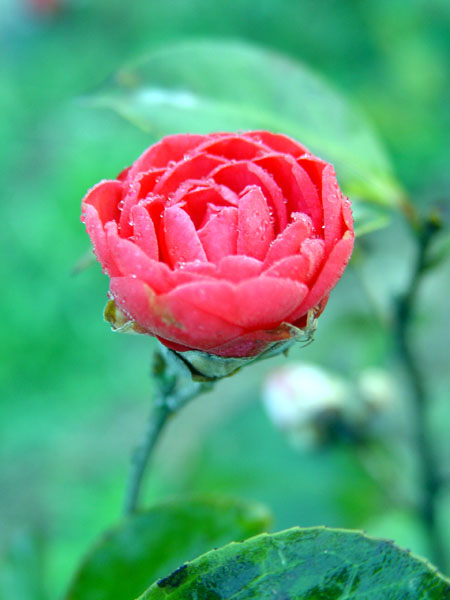 茶花