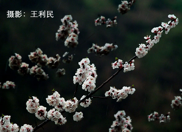 花儿开了