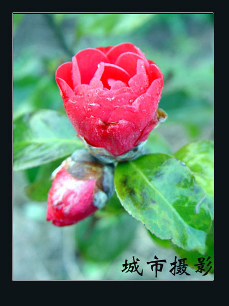 茶花（二）