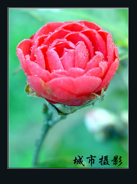茶花（二）