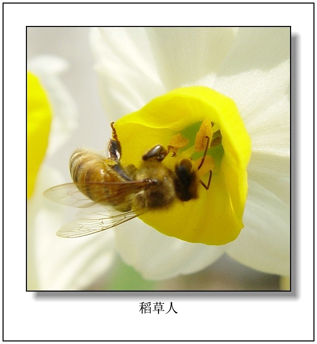蜂之舞！！