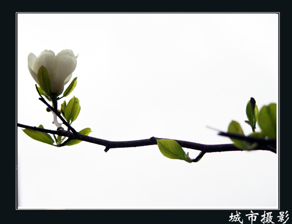 花（三）