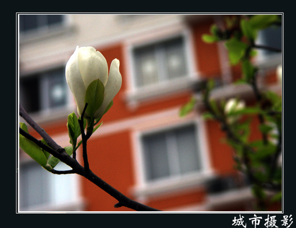 花（三）