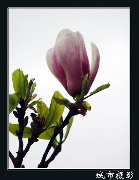 花（三）