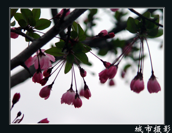 花（三）