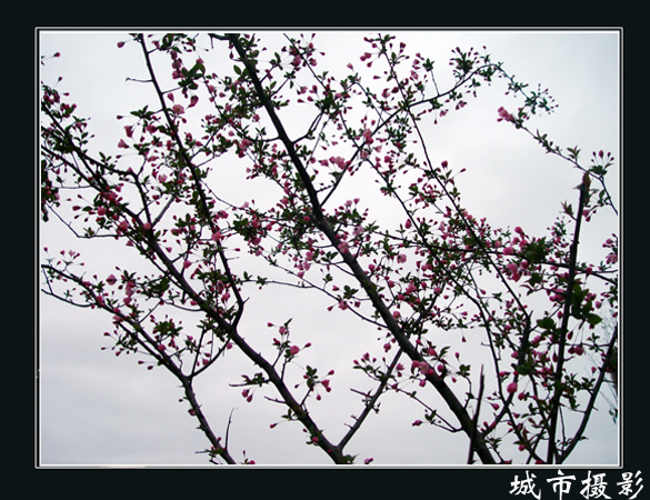 花（三）