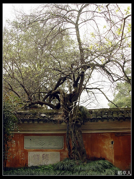 国清归来不看寺