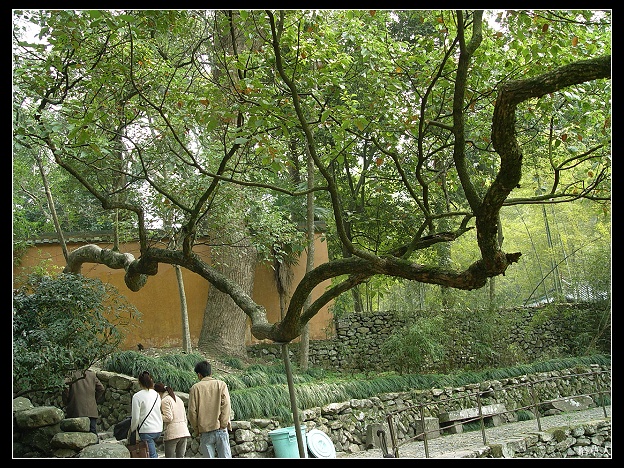 国清归来不看寺