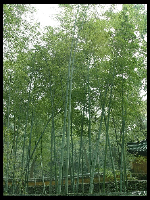 国清归来不看寺
