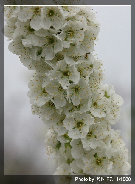 桃花梨花及美眉