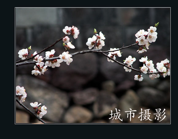 梅花