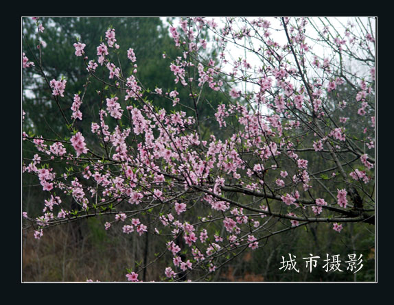桃花