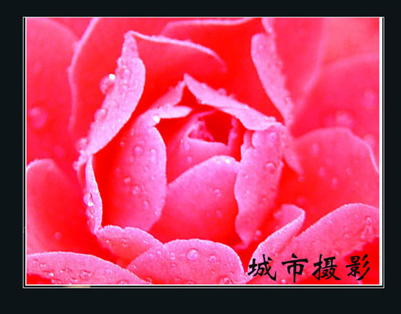 茶花（二）