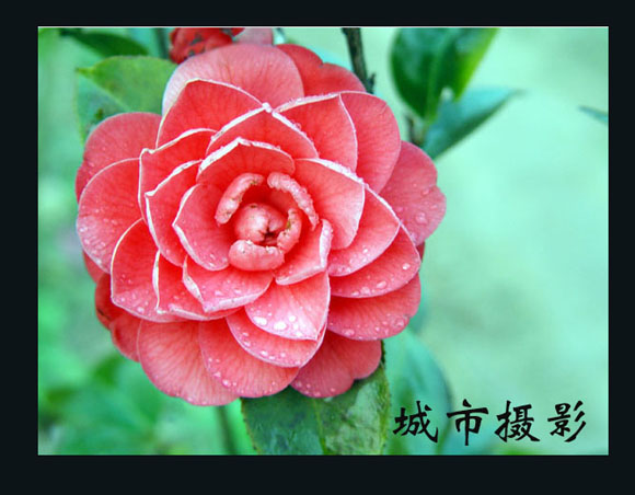 茶花（二）