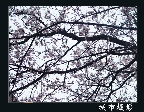 梅花