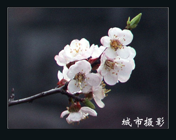 梅花