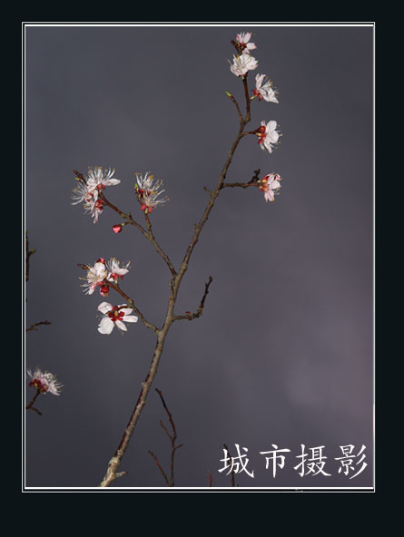 人面桃花相映红