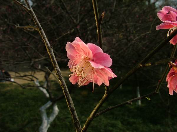 花一张，怎么裁