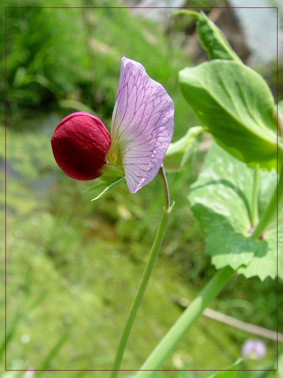 无名花