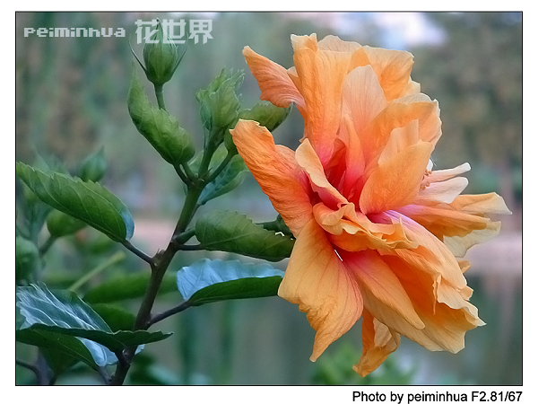 花朵-----