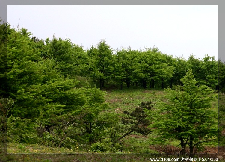 九遮山—大雷山—仙居之行图片集之二