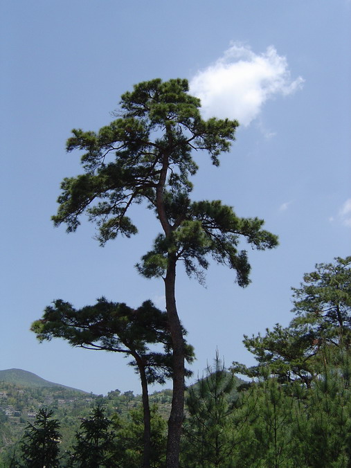 夫妻树