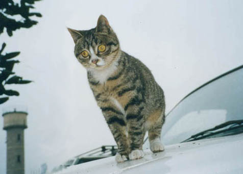 猫
