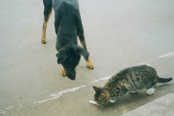 猫