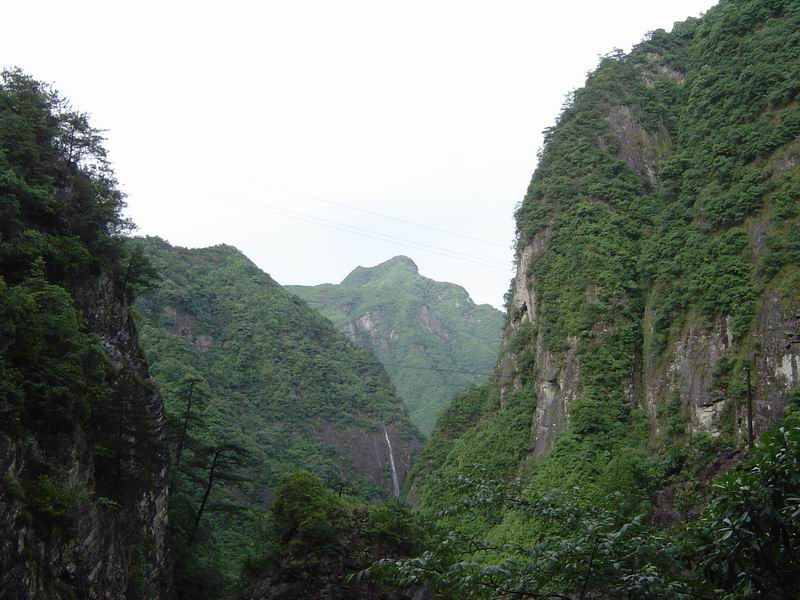 [贴图]淡竹
