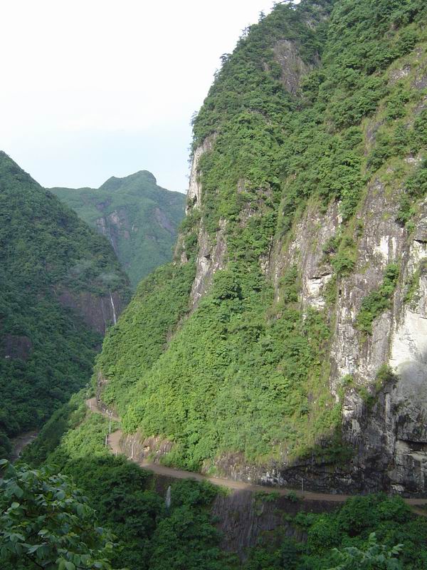 [贴图]淡竹
