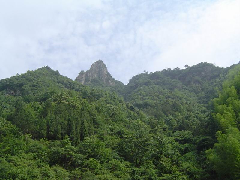 [贴图]淡竹