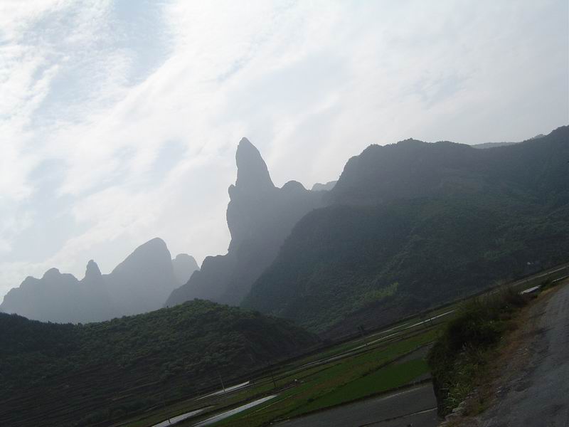 [贴图]淡竹