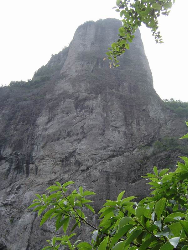[贴图]淡竹