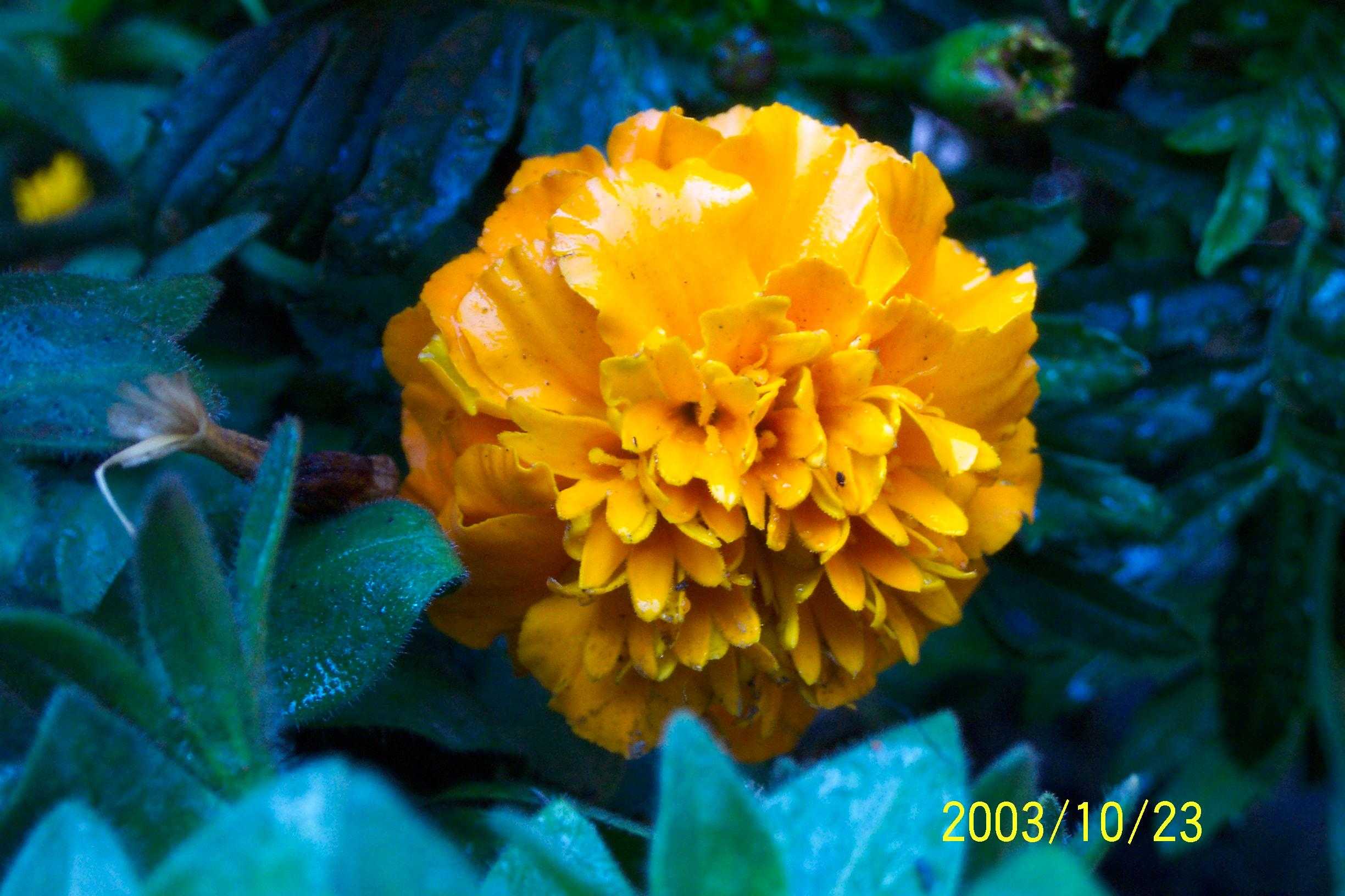 花