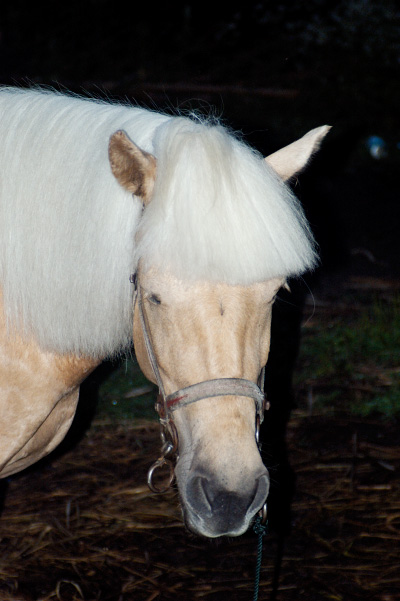这匹马有着与我一样的发型。