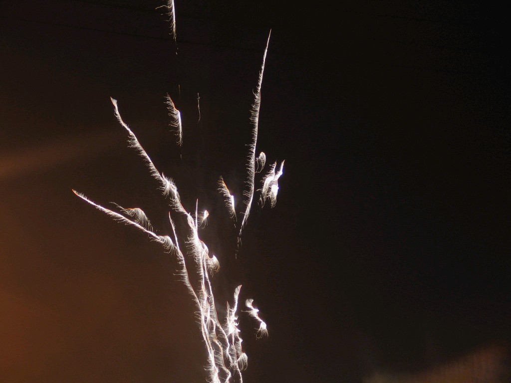 菜鸟拍的,