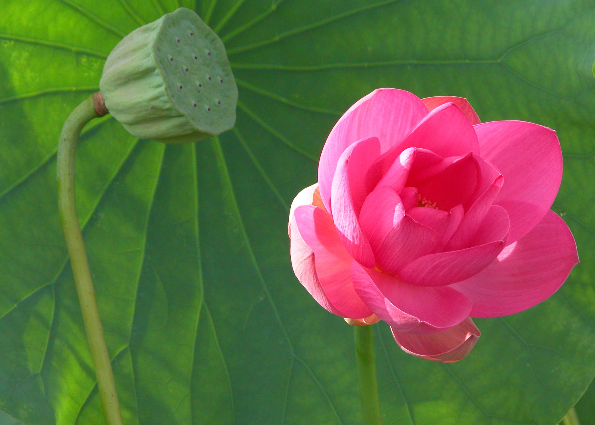 代传