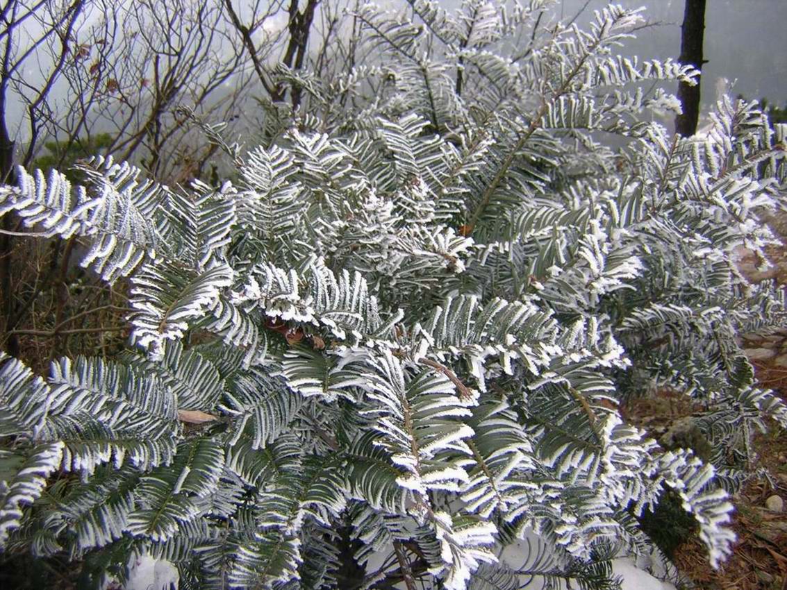 华顶的雪还没有融化!2005.1.8