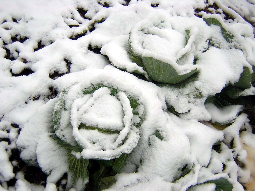 雪中的绿牡丹